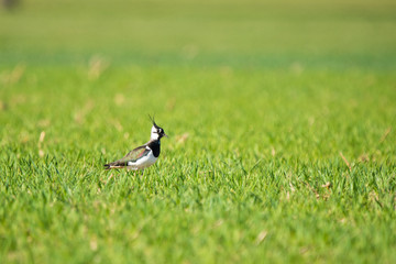 Northern lapwing in a meadow