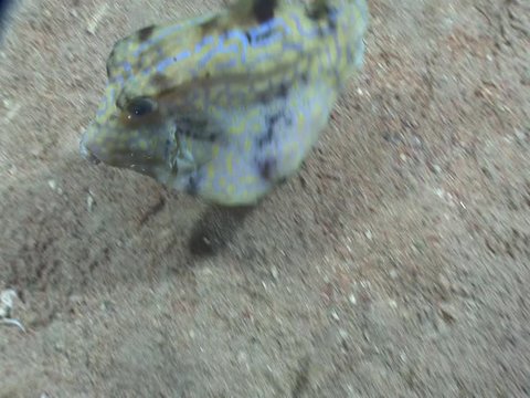 box fish underwater boxfish food sandy bottom ocean scenery tropical waters