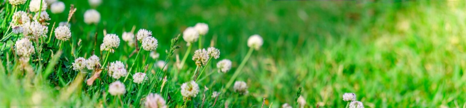 white clover flowers  and wild grass in spring. Panoramic view of white clover flowers on green color bokeh background