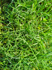 close up of green grass natural water drop