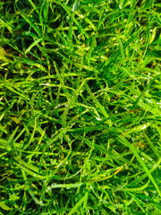 close up of green grass natural water drop