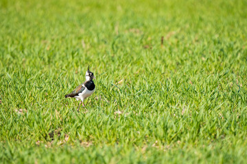 Northern lapwing in a meadow