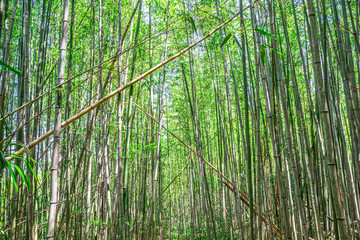 【竹林イメージ】神奈川県 寺家ふるさと村