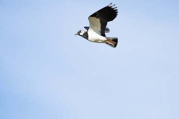 Northern lapwing flying in front of a blue sky