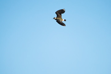 Northern lapwing flying in front of a blue sky