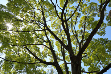 若葉の緑が綺麗な楠木の大木に、太陽の光が射し込んでいる風景