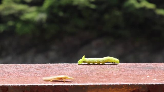 青虫または尺取虫が歩く