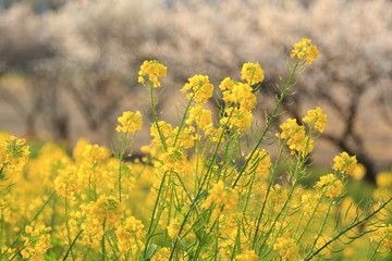 菜の花畑と桜