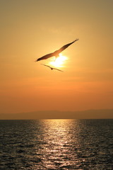 Fototapeta na wymiar 夕陽の中をとぶとんび（Two kite birds are flying in sunset)