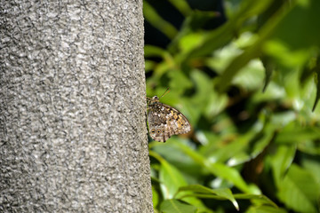木の幹にとまったサトキマダラヒカゲ