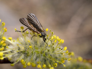 insect pollinates a willow closeup