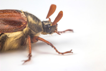 insect cockchafer on a white background. Insects and Zoology