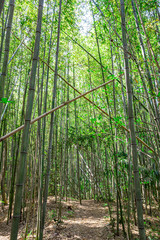 Fototapeta premium 【竹林イメージ】神奈川県 寺家ふるさと村