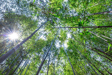 【竹林イメージ】神奈川県 寺家ふるさと村