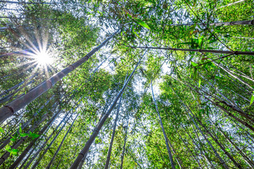 【竹林イメージ】神奈川県 寺家ふるさと村