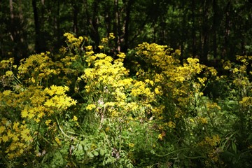 Nature Trail in Ringgold, Georgia