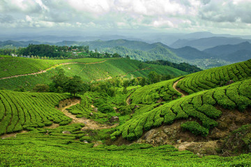green tea plantation in Munnar
