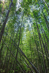 【竹林イメージ】神奈川県 寺家ふるさと村