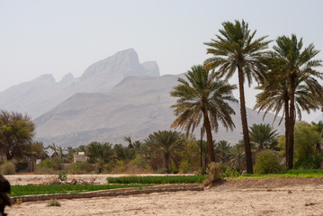 Fototapeta na wymiar Date palm trees in the interiors of Oman