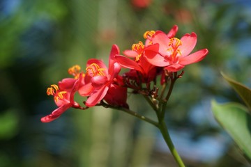 Obraz na płótnie Canvas Jatropha integerrima flower in nature garden