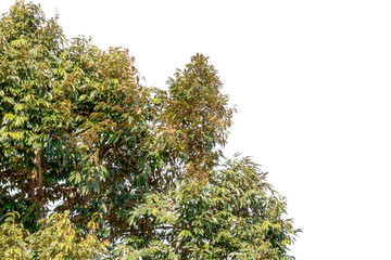 green leaf isolated on white background with copy space