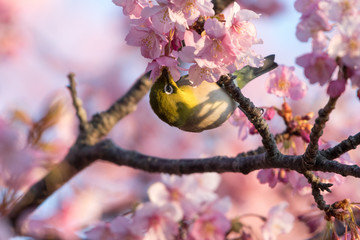 メジロと河津桜