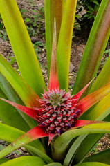 Unpicked pineapple in the garden.