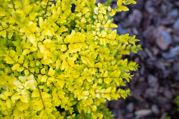  Ligustrum sinense or Sunshine ligustrum, a small privet decorative shrub with bright yellow and lime leaves	