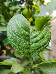 close up of damaged green leaves