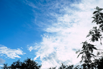 Tree with sky background and clouds