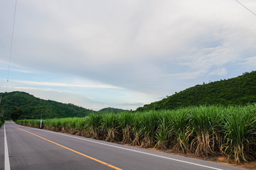 Empty asphalt roads in the countryside There are sugarcane fields beside the road