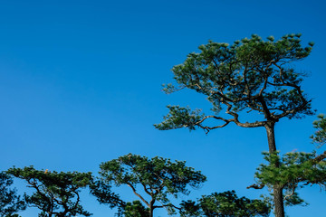 Large pine trees and beautiful blue background