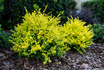  Ligustrum sinense or Sunshine ligustrum, a small privet decorative shrub with bright yellow and lime leaves	