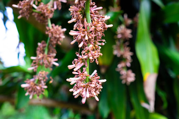 The flowers of the Cape of Good Hope, Queen of Dracaena plant tree are blooming.