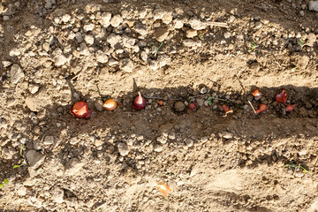 Onion billet with onion bulbs in it