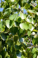fresh green ficus religiosa leaves in nature garden