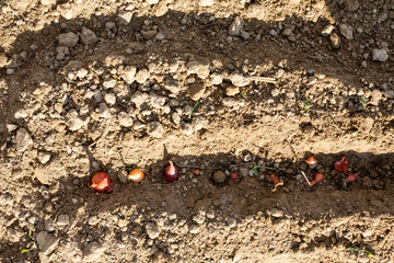 Onion billet with onion bulbs in it