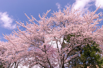 北海道　札幌市の美しい満開の桜