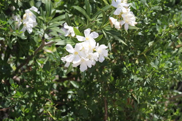 Obraz na płótnie Canvas White flowering bush 2020 I