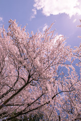 北海道　札幌市の美しい満開の桜