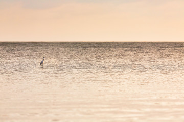 Fototapeta premium The white egret stood alone on a log that floated in the middle of the sea in the morning.
