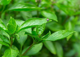 little gray bug on Basil leaf,Insect pests