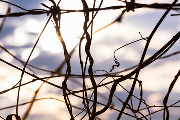Dry creeping plant on  barbed wire with blurred sky background