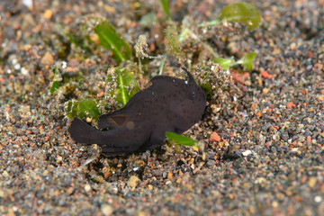 カエルアンコウ