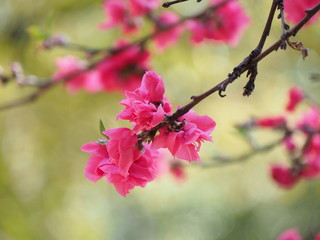 花桃