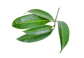 Marian plum leaves on white background