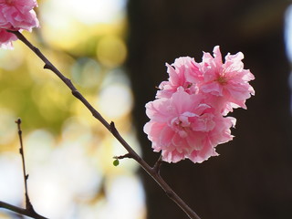 花桃