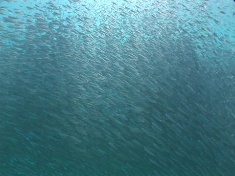 silversides  under sun shine and beams underwater silverside fish school wavy sea protection ocean scenery fish school sardines