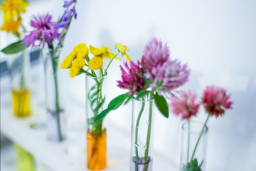 flowers in chemical test tubes. summer mood in the chemical laboratory. research of the essential composition, odors