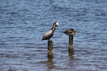 Alabama Pelican 2020 II